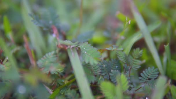 1080P镜头近距离拍摄妇女触摸非植物的镜头 — 图库视频影像