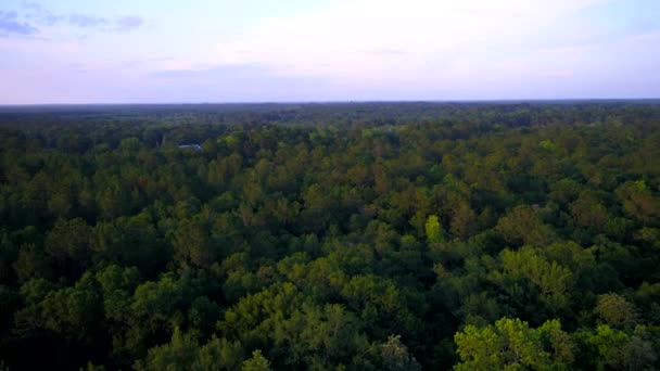 Forest Fly Para Tirar Hacia Abajo Borde Línea Árboles Revelación — Vídeos de Stock