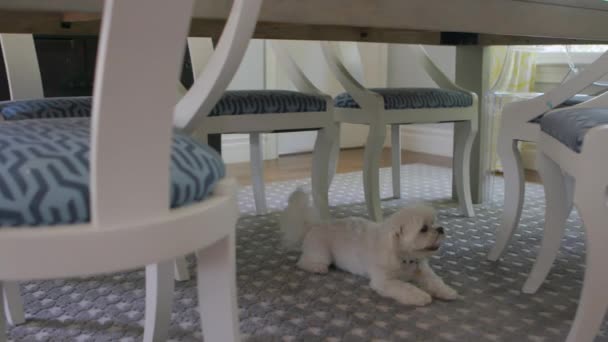 Lindo Caniche Maltés Está Debajo Mesa Del Comedor Con Una — Vídeo de stock