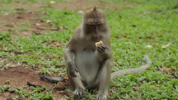Asya Ormanlarında Yemek Yiyen Meyve Çiğneyen Bir Maymun — Stok video