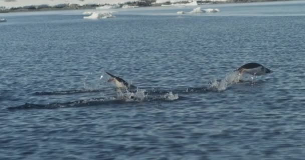 Beautiful Slow Motion Footage Penguins Porpoising Out Water Group Shot — Stock Video