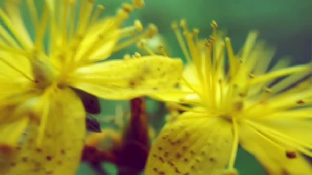 Крупный План Желтых Мелких Полевых Цветов Лесу — стоковое видео