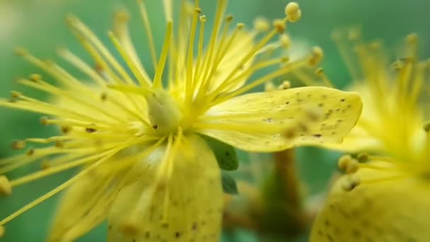 森の中で黄色の小さな野の花の閉鎖 — ストック動画