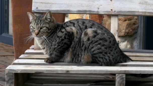 Söt Och Ung Marmorerad Hus Katt Avkopplande Rustik Trä Bänk — Stockvideo