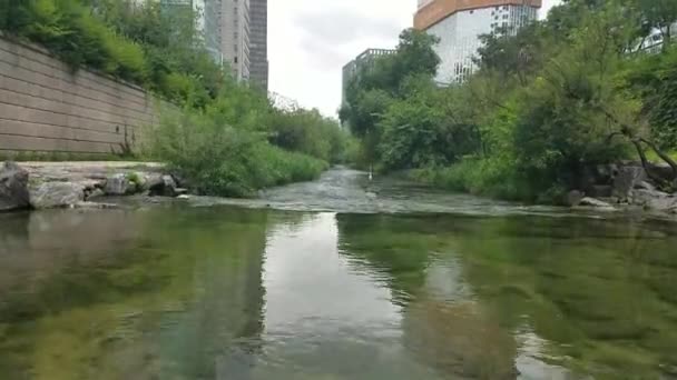 Cheonggyecheon Είναι Ένα Όμορφα Ανακαινισμένο Ρυάκι Και Φύση Πόδια Στην — Αρχείο Βίντεο