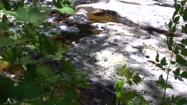 ロジャー クリーク バンクーバー島の壁の穴 — ストック動画