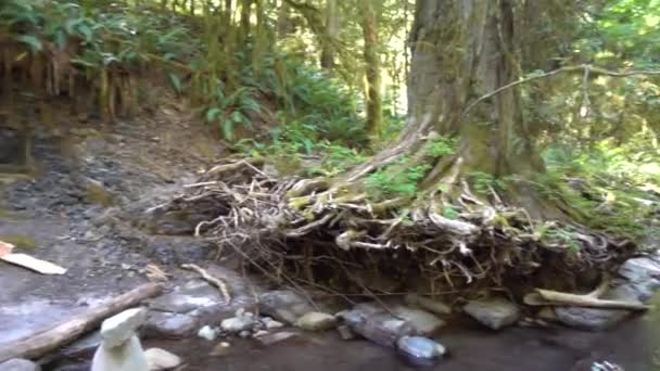Roger Creek Gat Muur Vancouver Eiland — Stockvideo