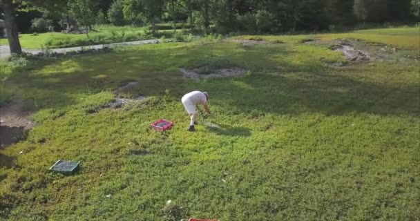 Ένας Αγρότης Μαζεύει Βατόμουρα Χέρι Ένα Χωράφι Κατά Διάρκεια Της — Αρχείο Βίντεο