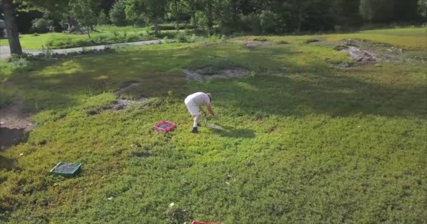 Een Landarbeider Plukt Bosbessen Met Hand Een Veld Tijdens Oogst — Stockvideo