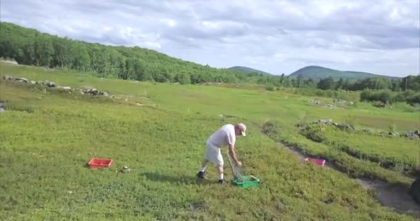 Trabalhador Colhendo Bagas Uma Fazenda Hope Maine Aerial — Vídeo de Stock