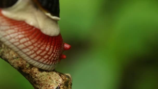 Indrella Ampulla Caracol Estalando Seus Olhos Perto — Vídeo de Stock