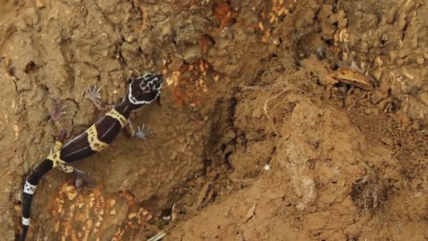 Satpura Leopard Gecko Κινείται Στο Φυσικό Της Περιβάλλον — Αρχείο Βίντεο