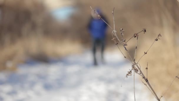 Hombre Camina Través Del Sendero Cubierto Nieve Agarra Matorral — Vídeos de Stock