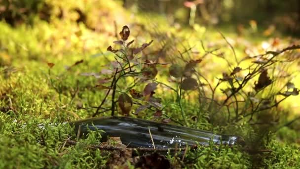 Muschi Verdi Nella Foresta Una Bottiglia Vetro Sinistra — Video Stock