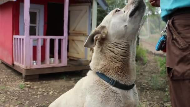 Close Happy Dog Receiving Treat — Stock video
