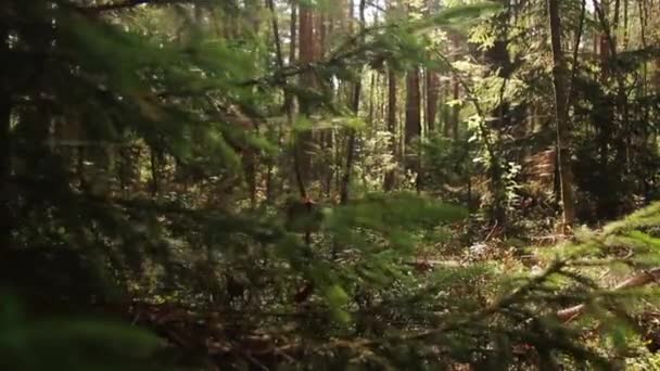 Verde Foresta Muschiata Una Giornata Estiva Soleggiata — Video Stock