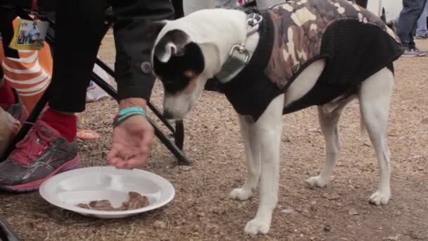 ホームレスの女が犬に餌をやる — ストック動画