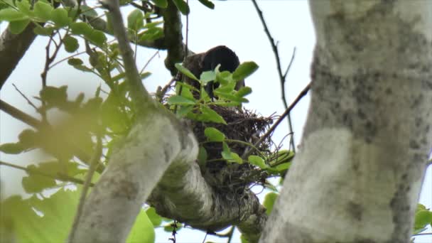 鳥の餌やりの違いは双子の母親と父親 — ストック動画