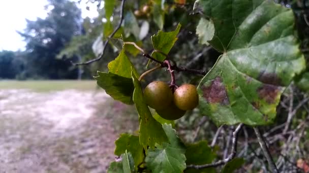 Muscadine Krzewie — Wideo stockowe