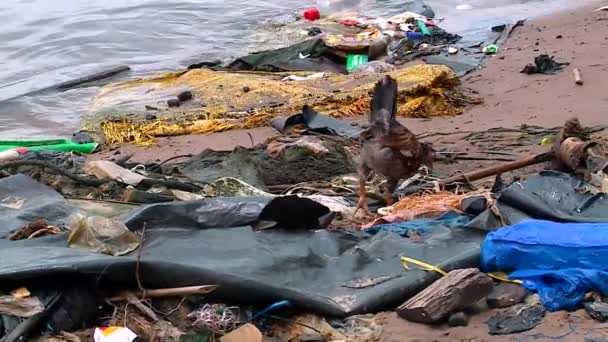 Дві Молоді Курчата Живляться Сміттям Викинутим Край Води — стокове відео