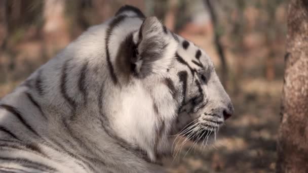 White Tiger Mbidi Resort Animal Sanctuary South Africa — Stock Video