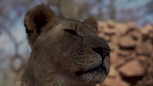 Vue Rapprochée Petit Lion Mbidi Resort Animal Sanctuary Afrique Sud — Video