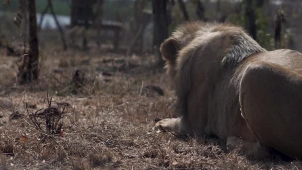 Lion Τρώει Στο Mbidi Resort Και Καταφύγιο Ζώων Στη Νότια — Αρχείο Βίντεο