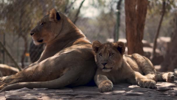 Close Zicht Een Leeuwin Haar Welp Het Mbidi Resort Animal — Stockvideo