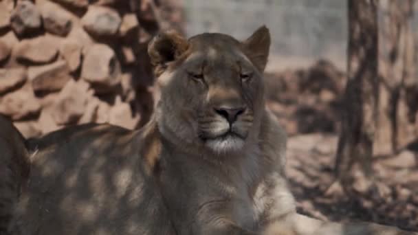 Lionne Assise Reposant Afrique Sud — Video