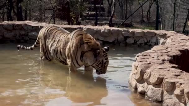 Tygrysy Wodzie Mbidi Resort Animal Sanctuary Republice Południowej Afryki — Wideo stockowe