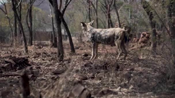 Afrykański Dziki Pies Mbidi Resort Animal Sanctuary Republice Południowej Afryki — Wideo stockowe