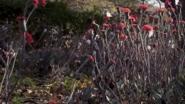 Красивые Южноафриканские Цветы Купающиеся Солнечном Свете Пчелами Бабочками Приземляющимися — стоковое видео
