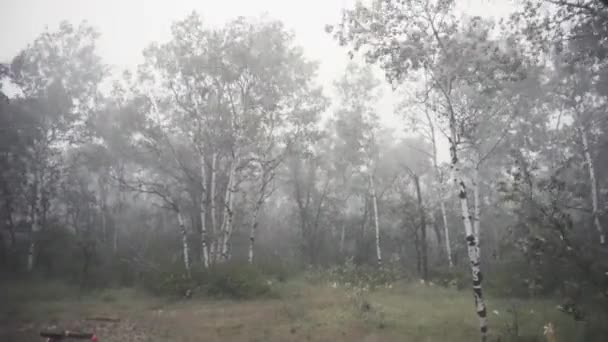 Stormväder Skogen — Stockvideo