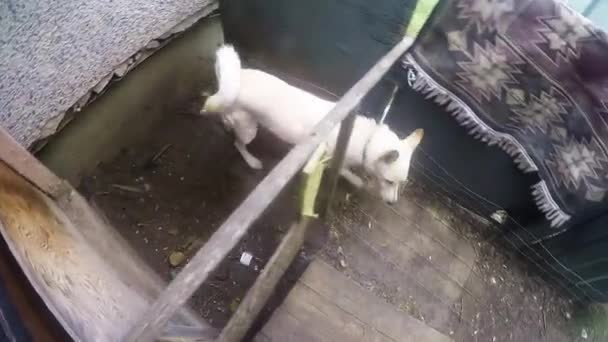 Perro Husky Blanco Patio Trasero Una Casa Durante Día Ventoso — Vídeos de Stock