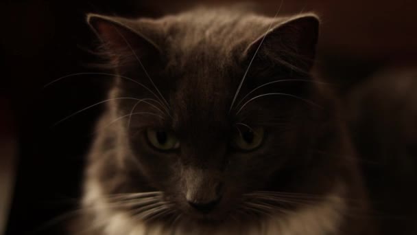 在棕色长椅上近距离拍摄可爱的睡意朦胧的灰白色猫 — 图库视频影像