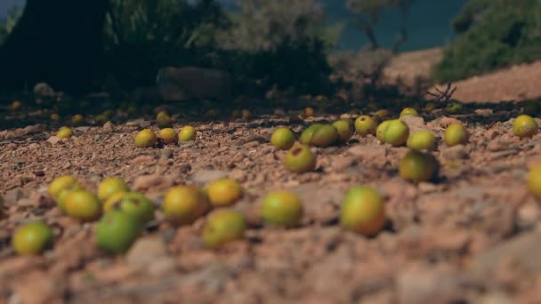 Σπόροι Rack Focus Argan Tree Στο Έδαφος Του Μαρόκου — Αρχείο Βίντεο