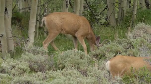 饥饿的公鹿在灌木丛中吃草 旁边是林中的另一只公鹿 — 图库视频影像