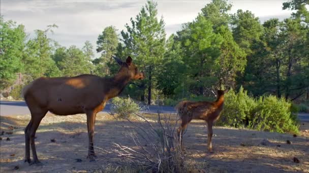 母麋鹿教小鹿用耳朵 鼻子和眼睛检查整个环境 — 图库视频影像