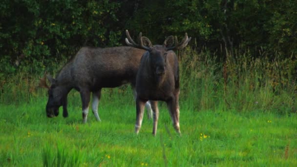 Orignal Regarde Dans Caméra Tout Nourrissant Dans Champ Herbe Verte — Video