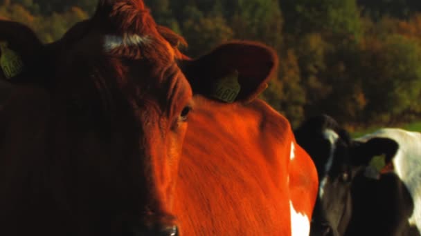 牧草地でかわいい茶色の牛の顔のアップビューを閉じます 黒い牛としてズームアウトカメラを見てフレームに移動します — ストック動画