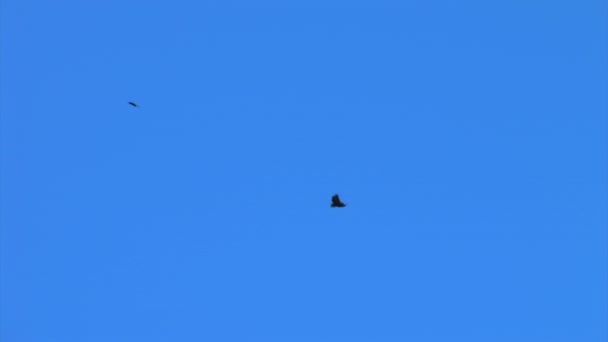 Twee Grote Vogels Vliegen Een Rotsachtige Heuveltop Tegen Een Heldere — Stockvideo