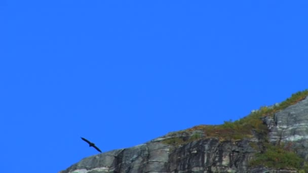 Grande Pássaro Desliza Sobre Vento Arrastando Para Lado Uma Montanha — Vídeo de Stock