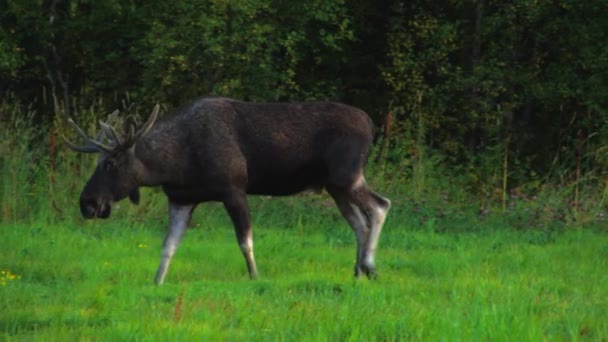 Uzavřete Pohled Losa Zelené Pastvině Jedno Zvířat Podívá Kamery — Stock video