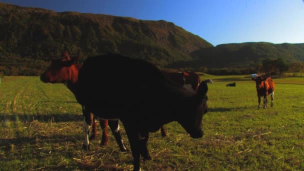 Uma Manada Vacas Pastando Pasto Pan Direito Borda Campo Veículo — Vídeo de Stock