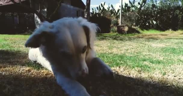 Falcor Perro Blanco Chileno — Vídeos de Stock