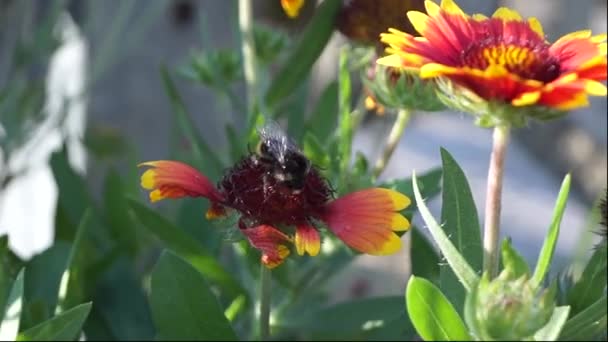 Hummel Auf Einer Blume Auf Dem Hintergrund Der Natur — Stockvideo