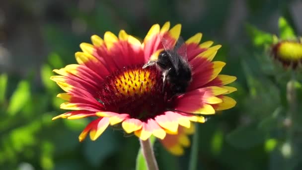 Bumblebee Fiore Sullo Sfondo Della Natura — Video Stock