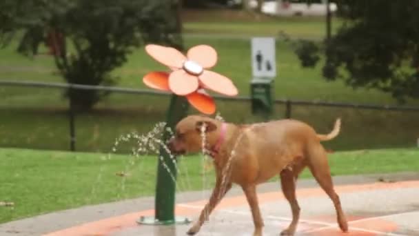 Boxer Jouant Dans Eau Parc Canin — Video