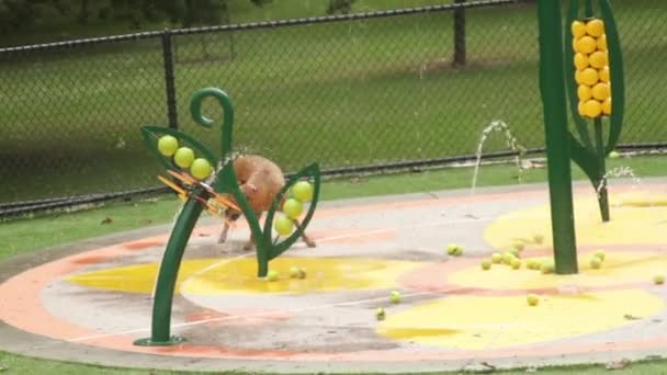 Boxeador Agua Parque Perros — Vídeo de stock