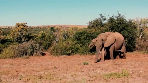 Footages Uit Zuid Afrika Wilde Dieren Genomen 2018 — Stockvideo